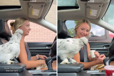 Woman Takes Her Chicken to Starbucks for a 'Cluck Cup' in Hilarious Clip