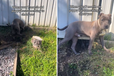 Puppy Digs Hole in the Backyard To Play With Neighbor's Dog, Gets Caught