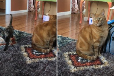 'Only Child' Orange Cat Looks Bewildered As Owner Brings Home New Kitten