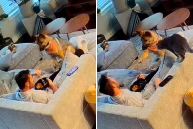 German Shepherd Takes Begging to Next Level After Learning How to Point