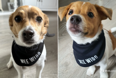 Dog Tries To Pretend He's Not Watching Owner Eat DinnerâFails Miserably