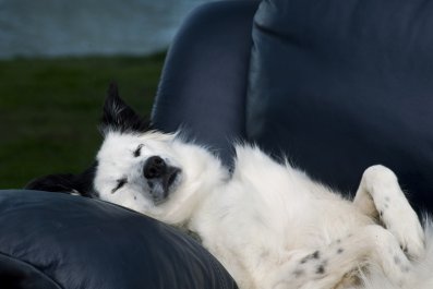 Hysterics As Only The 'Magic Word' Can Wake Dog From Deepest Sleep