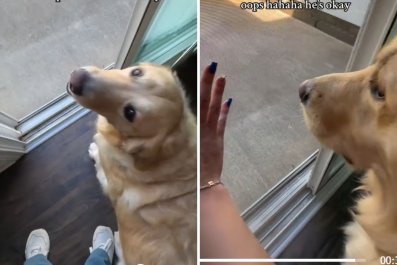 Apartment Dog Gets First HouseâBut Has No Idea How a Screen Door Works