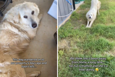 Stray Dog Chooses a Home for Herself, Refuses to Leave