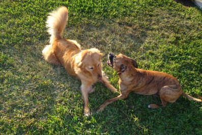 Dog's Reaction Every Time He Sees Canine 'Best Friend' Melts Hearts