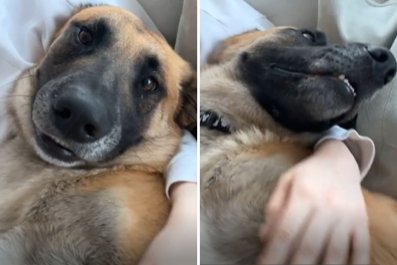 What German Shepherd Does Day After Being Rescued Says It All: 'Very Happy'