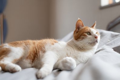 Internet Hard Relates to How Cat Wakes Owner at 6 amâ'Know This Feeling'