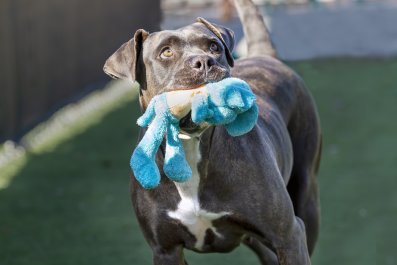 Foster Dog 'Learning to Be a Puppy All Over Again' Melts Hearts