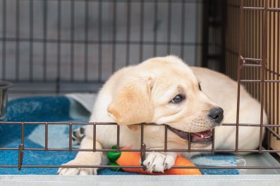 Hysterics as Puppy Desperately Trying to Escape Crate Doesn't See Open Door