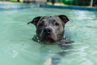 American Bully's Sweet Reaction to Tiny Ducklings Melts Hearts: 'Precious'