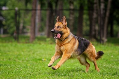 Dog's 'Unconditional Love' When Finally Reunited With Owner Melts Hearts