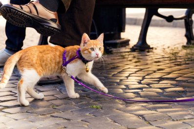 Owners' Attempt To Walk Cat On Leash Goes Hilariously Wrong: 'Hell No'