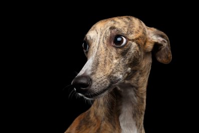 Moment Greyhound Realizes Mom and Dad Have Done the Unthinkable Goes Viral