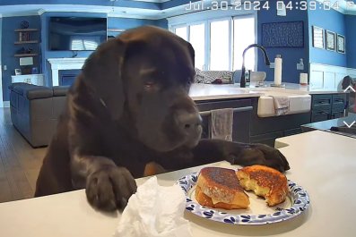 Dog Seizes Moment As Owner Leaves Grilled Cheese Unattended: 'Thanks Mom!'