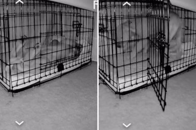 Golden Retriever's Reaction After Mom Forgot To Lock Crate Caught On Petcam