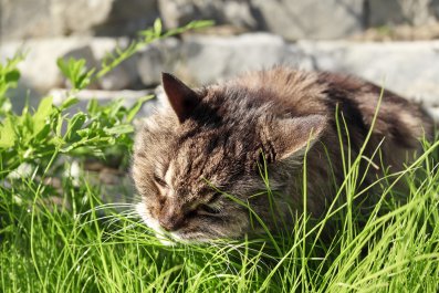 23-Year-Old Cat's 'Salad Time' Delights Internet