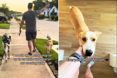 Stray Approaches Couple During Dog Walk, Immediately Finds 'Forever' Family