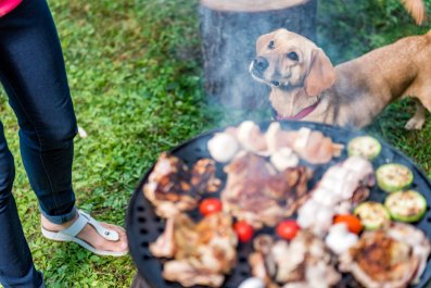 Face of Dog With Vegetarian Owners at 'Real BBQ' Has Internet in Stitches