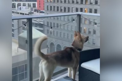 Dog's Reaction to Noticing New Neighbor Delights Internet: 'First Crush'