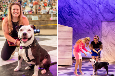 Shelter Dog Starring in 'Legally Blonde' Stage Show Seeking Forever Home