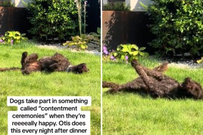 Cockapoo Performs Detailed 'Contentment Ceremonies' to Show His Happiness