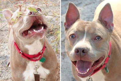 Hearts break for dog called Piglet in shelter for over 600 days