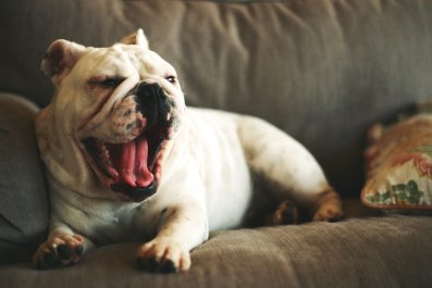 'Lazy' English Bulldog Goes To Great Lengths To Avoid Walkies