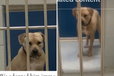 Teen in Tears After Seeing Shelter's Shyest Dog, Adopts Her Immediately