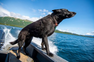 Shelter Dog Now Living Best Life After Being Adopted by Woman With a Boat