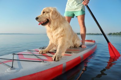 Video Showing How Owner Trained Dog to Use Paddleboard Goes Viral