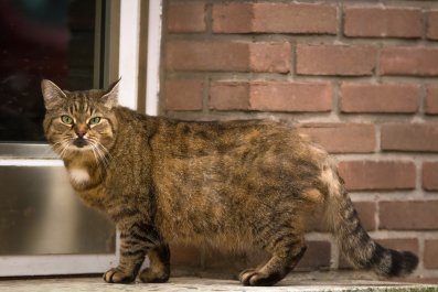 Stray Cat Learns Woman's Work Schedule, Then Waits To Be Fed