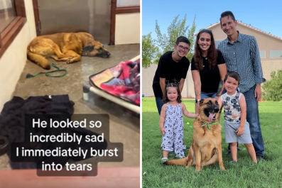 'Incredibly Sad' Dog Returned to Shelter Three Times Finally Finds a Home