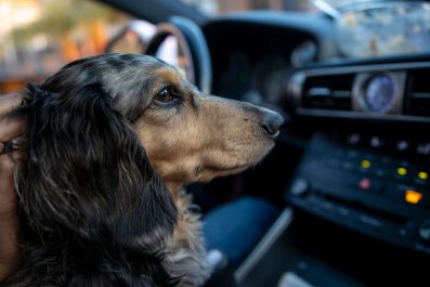 Dachshund's Response to Owners Leaving Him in Car Has Internet in Stitches