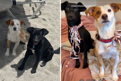 Woman's Vacation Abroad Ends With Unexpected New Furry Family Members