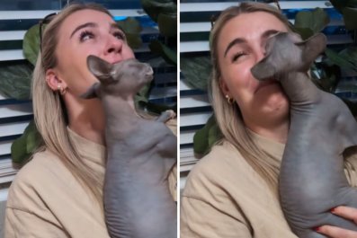 Dog Person Doesn't Know Whether to Laugh or Cry as 'Hairless Cat' Picks Her