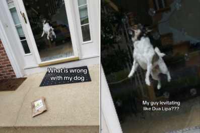 Amazon's Proof of Delivery Photo Captures 'Levitating' Dog