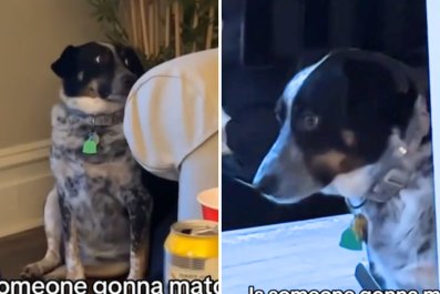 Awkward Dog Desperately Attempts To Fit In at Social Gatheringsâ'She Tries'