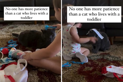 Cat Proves No One Has 'More Patience' Than Feline Who Lives With Toddler