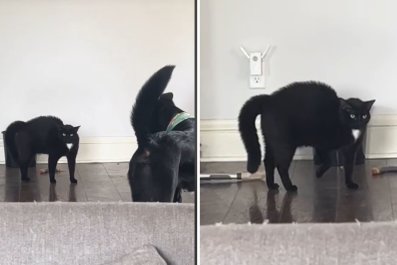 'Dumbest Cat' Doesn't Recognize Lifelong Dog Brother After One Tiny Change