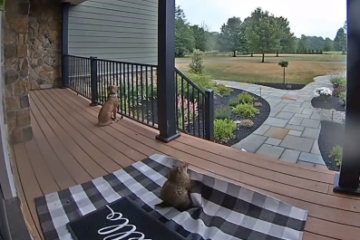 Doorbell Cam Captures Unlikely Culprit Stealing Rug and Cushions From Porch