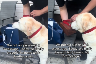 Tears as Dog Has Beautiful Reaction to His Sibling's Ashes