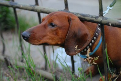 Tiny Dachshund Loses Her Mind During Emotional Reunion With Grandma