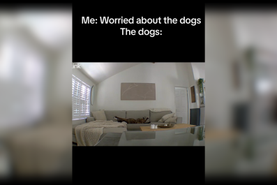 Worried Owner Checks Pet Cam, Can't Believe What Rescue Dogs Are Doing