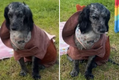 Dog Hilariously Fights Off Sleep in Case She Misses Second Walk on Beach