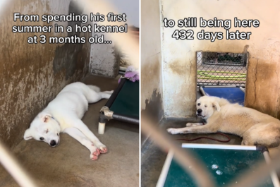 Tears at Shelter Dog's Heartbreaking Transformation, Day 1 vs Day 432