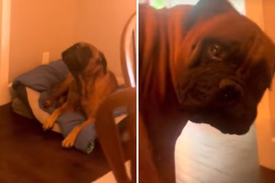 Woman Finds Giant Dog 'Grieving' Her After Leaving House for Two Minutes