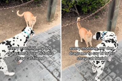 Dog Who Says Hi to Stray Cat Bestie Every Morning Melts Hearts: 'Adopt Her'