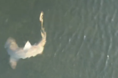 Woman Convinced Shark She Was Filming by Drone Sent Her a Message