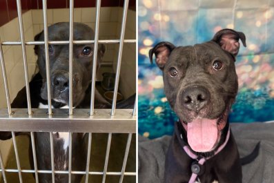 Sadness as Shelter Dog Leans on the 'Cold Bars' Watching Others Get Adopted