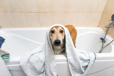 Dog's 'Award Winning' Bath Time Tantrum Causes Hysterics Online